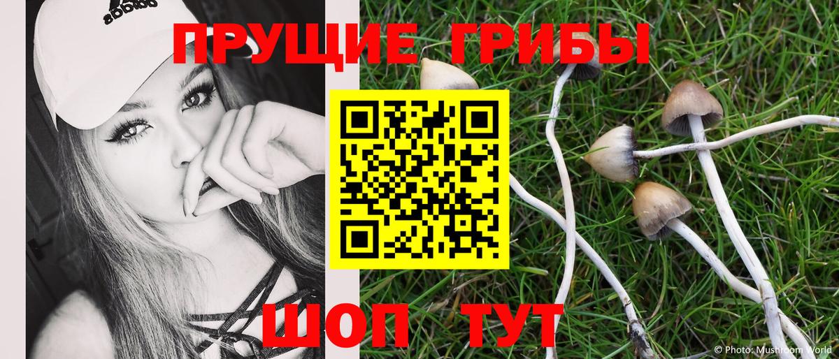 где продают   Вход с VPN  Менделеевск  Псилоцибиновые грибы Cubensis 